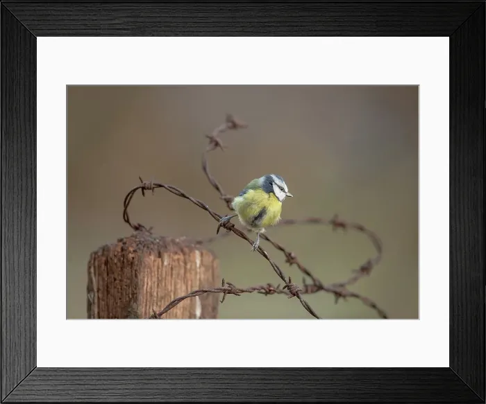Framed Print : England, Norfolk, Blue Tit (Parus caeruleus) perching on barbed wire in woodland setting Framed Print : England, Norfolk, Blue Tit (Parus caeruleus) perching on barbed wire in woodland setting