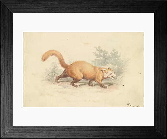 Framed Print : Red Panda Charles Hamilton Smith 1776-1859 Framed Print : Red Panda Charles Hamilton Smith 1776-1859
