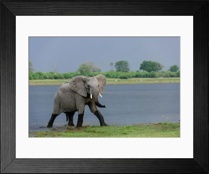 Framed Print : African Bush Elephant or African Savanna Elephant (Loxodonta africana)
