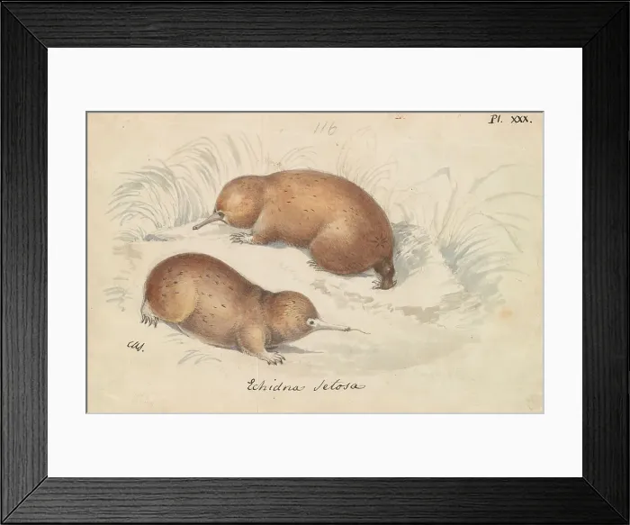 Framed Print : Long-beaked Echidna Charles Hamilton Smith 1776-1859