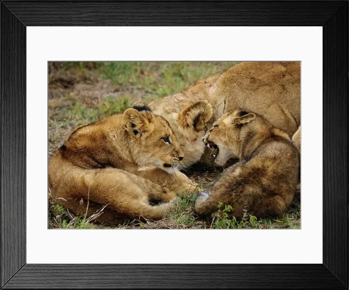 Framed Print : Lion (Panthera leo) cubs fighting Framed Print : Lion (Panthera leo) cubs fighting