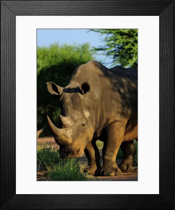 Framed Print : White rhinoceros or square-lipped rhinoceros (Ceratotherium simum) Framed Print : White rhinoceros or square-lipped rhinoceros (Ceratotherium simum)