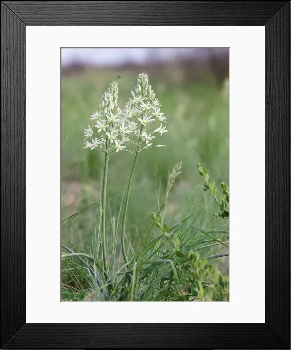 Framed Print : Grassland Safari Lodge. Central Kalahari Game Reserve Framed Print : Grassland Safari Lodge. Central Kalahari Game Reserve