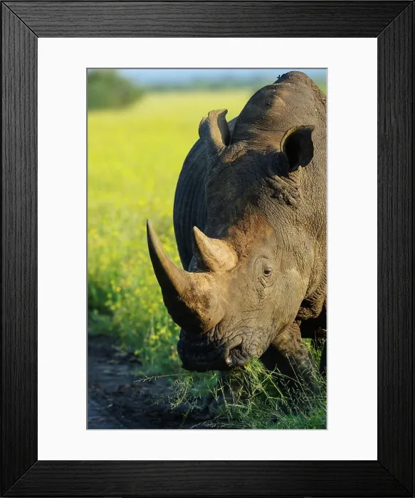 Framed Print : White rhinoceros or square-lipped rhinoceros (Ceratotherium simum)
