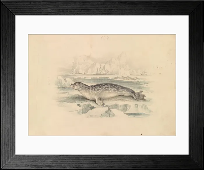 Framed Print : Ringed Seal James Stewart 1791-1863 British Framed Print : Ringed Seal James Stewart 1791-1863 British