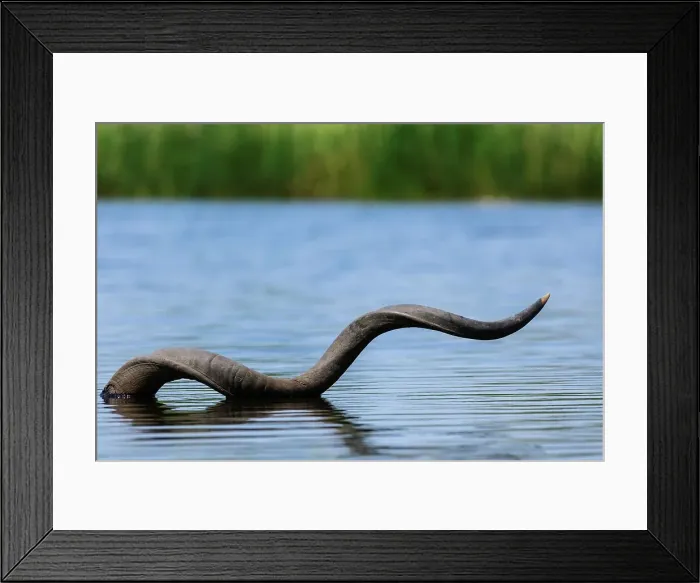 Framed Print : Greater Kudu (Tragelaphus strepsiceros) horn in the Selinda Spillway at Selinda Camp Framed Print : Greater Kudu (Tragelaphus strepsiceros) horn in the Selinda Spillway at Selinda Camp