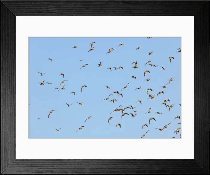 Framed Print : Burchell's Sandgrouse (Pterocles burchelli) Framed Print : Burchell's Sandgrouse (Pterocles burchelli)