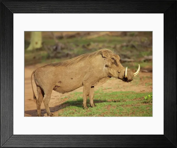 Framed Print : Warthog (Phacochoerus aethiopicus) Framed Print : Warthog (Phacochoerus aethiopicus)
