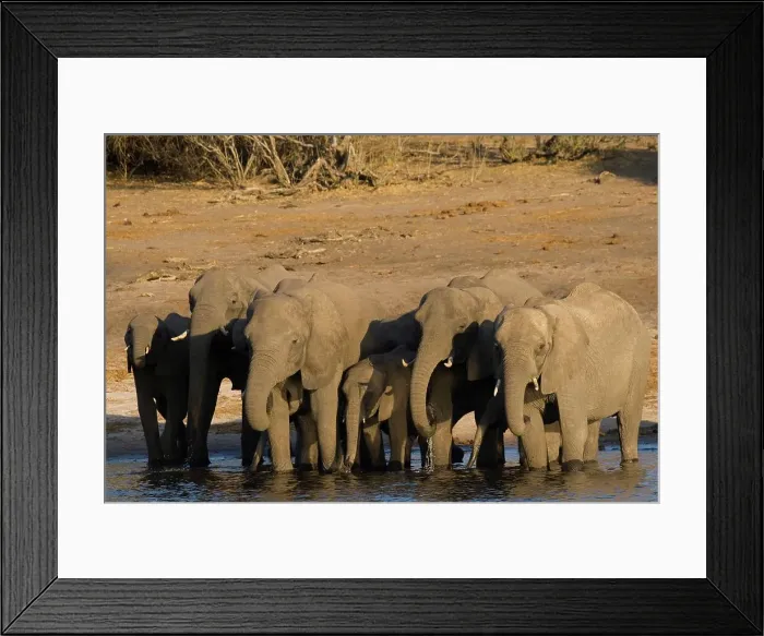 Framed Print : Elephant (Loxodonta Africana) Chobe National Park Framed Print : Elephant (Loxodonta Africana) Chobe National Park