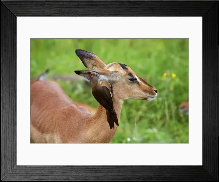 Framed Print : Impala Aepyceros malampus} juvenile with Redbilled Oxpecker (Buphagus erythrorhynchus) Framed Print : Impala Aepyceros malampus} juvenile with Redbilled Oxpecker (Buphagus erythrorhynchus)
