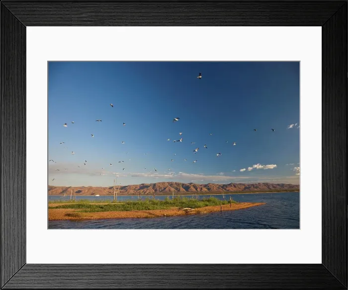 Framed Print : Drowned trees on an island in Lake Kariba Framed Print : Drowned trees on an island in Lake Kariba