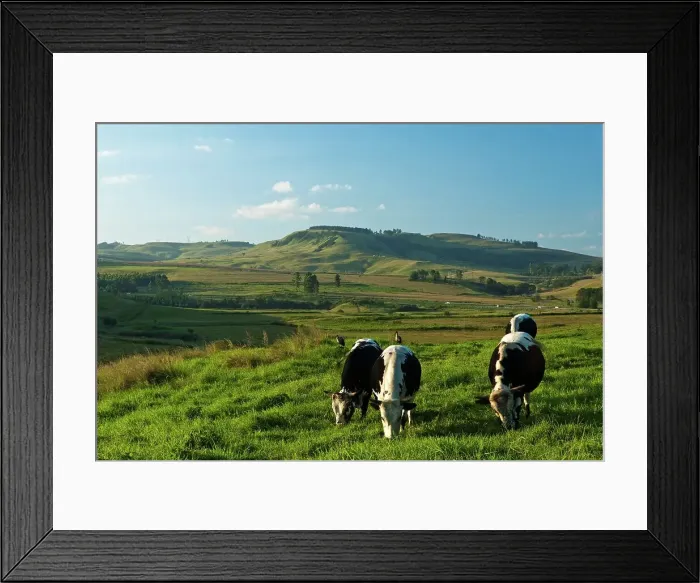 Framed Print : Cattle grazing in the KwaZulu Natal Midlands near Howick Framed Print : Cattle grazing in the KwaZulu Natal Midlands near Howick