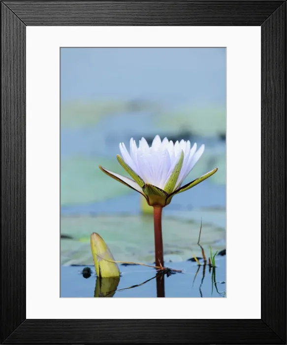 Framed Print : Blue Water Lily (Nymphaea capensis) Framed Print : Blue Water Lily (Nymphaea capensis)