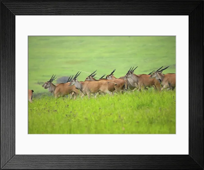 Framed Print : Eland (Taurotragus oryx) herd running