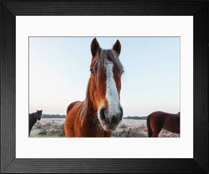 Framed Print : England, Hampshire, The New Forest, Pony