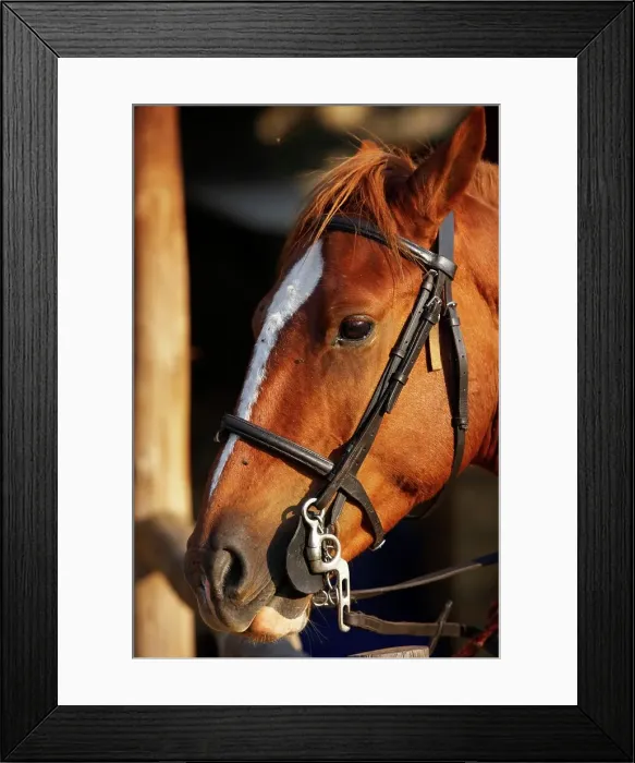 Framed Print : South African Horse Back Safaris at Dawson's Lodge near Barbeton Framed Print : South African Horse Back Safaris at Dawson's Lodge near Barbeton