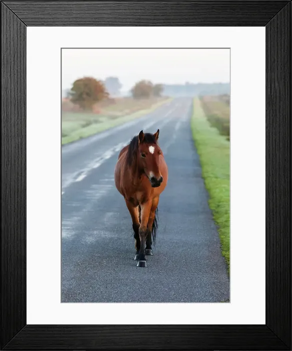 Framed Print : England, Hampshire, New Forest