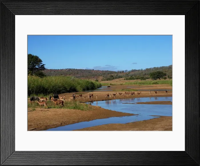 Framed Print : Impala Aepyceros malampus} and Nyala (Tragelaphus angazii) herds