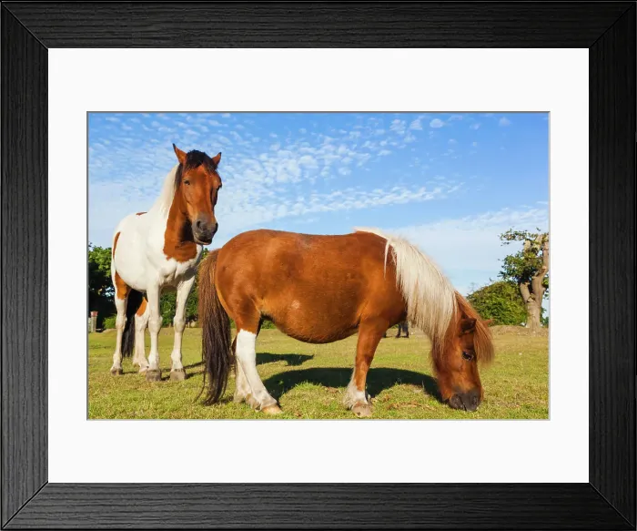 Framed Print : England, Hampshire, New Forest, Ponies Grazing Framed Print : England, Hampshire, New Forest, Ponies Grazing