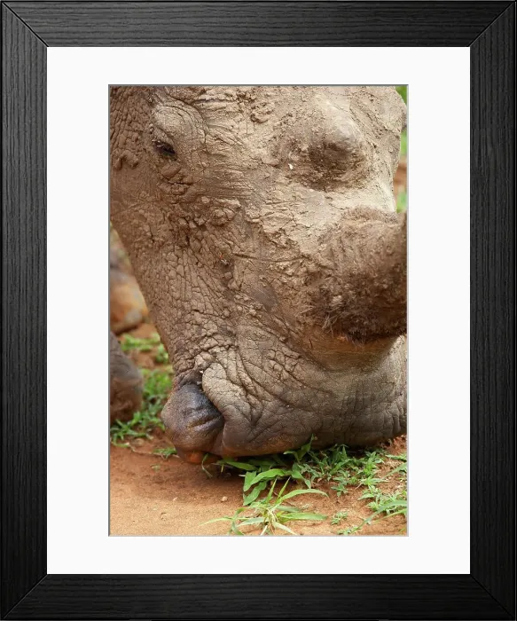 Framed Print : White Rhino (Ceratotherium simum) Framed Print : White Rhino (Ceratotherium simum)