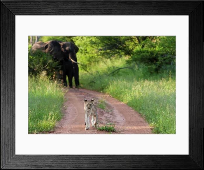Framed Print : Lion (Panthera leo) running away from African bush elephant or African savanna elephant (Loxodonta africana) Framed Print : Lion (Panthera leo) running away from African bush elephant or African savanna elephant (Loxodonta africana)