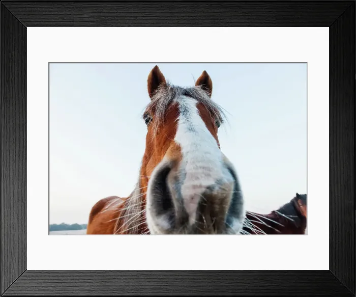 Framed Print : England, Hampshire, The New Forest, Pony