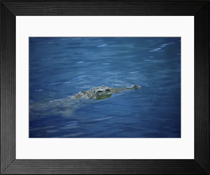 Framed Print : Nile Crocodile (Crocodylus niloticus) Framed Print : Nile Crocodile (Crocodylus niloticus)