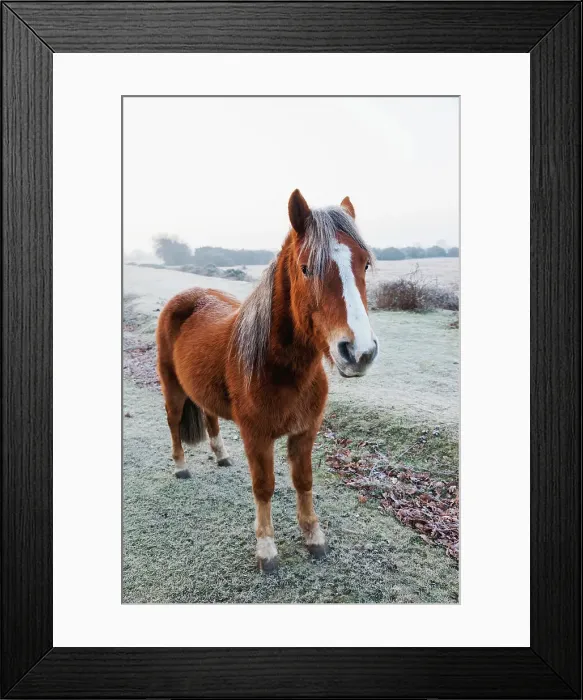 Framed Print : England, Hampshire, The New Forest, Pony Framed Print : England, Hampshire, The New Forest, Pony
