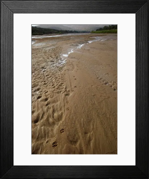 Framed Print : Wild dog (Lycaon pictus) soor in White Umfolozi River