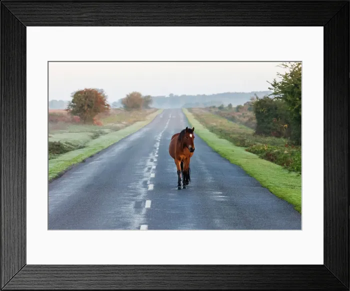 Framed Print : England, Hampshire, New Forest Framed Print : England, Hampshire, New Forest