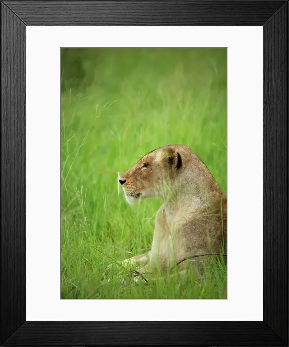 Framed Print : Lioness (Panthera leo). MalaMala Game Reserve Framed Print : Lioness (Panthera leo). MalaMala Game Reserve