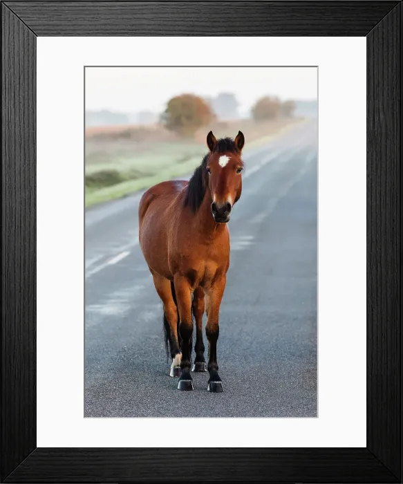 Framed Print : England, Hampshire, New Forest Framed Print : England, Hampshire, New Forest