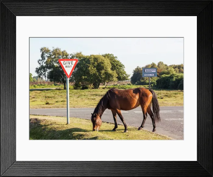 Framed Print : England, Hampshire, New Forest Framed Print : England, Hampshire, New Forest