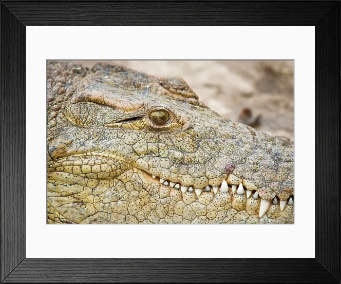 Framed Print : Nile Crocodile (Crocodylus niloticus) Framed Print : Nile Crocodile (Crocodylus niloticus)