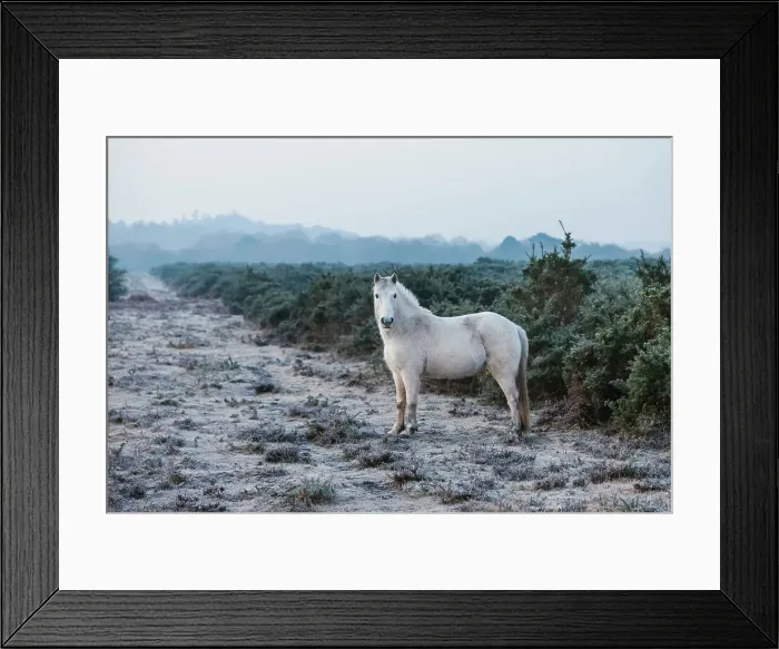 Framed Print : England, Hampshire, The New Forest, Pony Framed Print : England, Hampshire, The New Forest, Pony