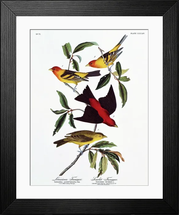 Framed Print : Louisiana Tanager and Scarlet Tanager by Audubon Framed Print : Louisiana Tanager and Scarlet Tanager by Audubon