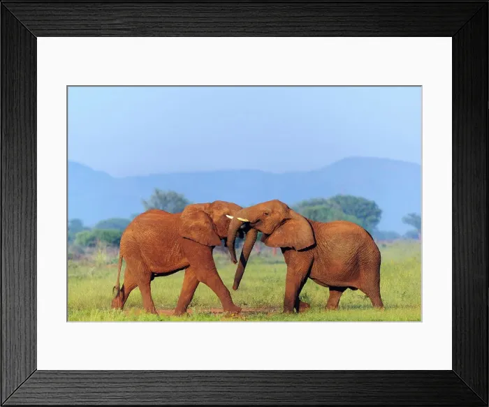 Framed Print : African bush elephant or African savanna elephant (Loxodonta africana) sparring (play fighting) Framed Print : African bush elephant or African savanna elephant (Loxodonta africana) sparring (play fighting)