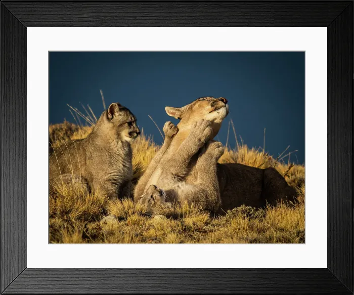 Framed Print : Play time, Pumas (Puma concolor), Torres del Paine National Park, Patagonia, Chile Framed Print : Play time, Pumas (Puma concolor), Torres del Paine National Park, Patagonia, Chile
