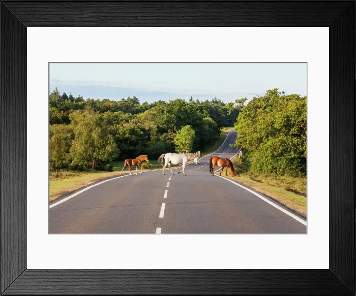 Framed Print : England, Hampshire, New Forest Framed Print : England, Hampshire, New Forest