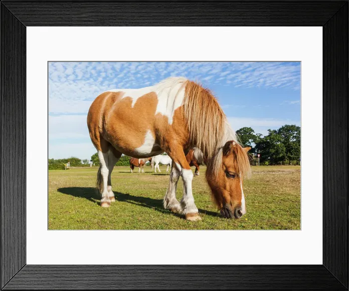 Framed Print : England, Hampshire, New Forest, Ponies Grazing Framed Print : England, Hampshire, New Forest, Ponies Grazing