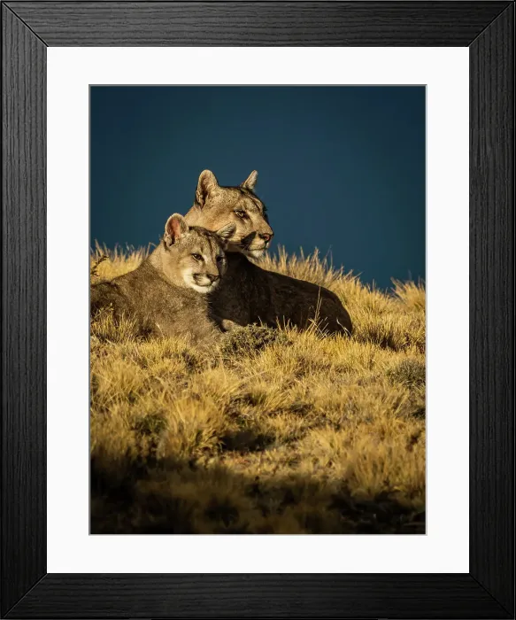 Framed Print : Mom and kitten in the sun, Pumas (Puma concolor), Torres del Paine National Park, Patagonia, Chile