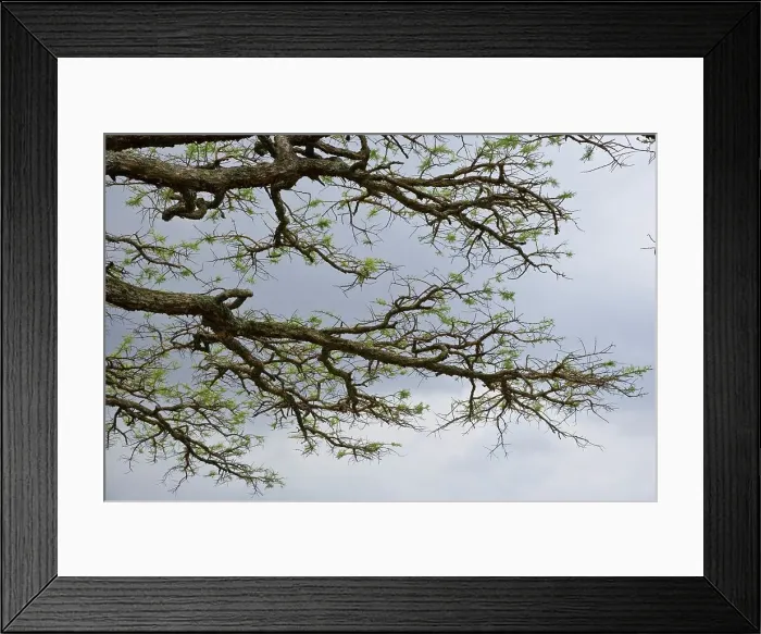 Framed Print : Acacia sp. Near Dundee. KwaZulu Natal