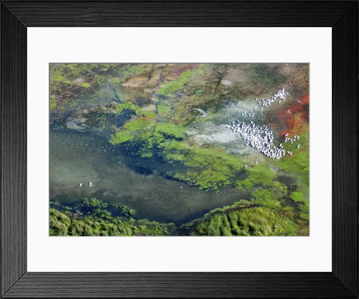 Framed Print : Aerial view of Great White Pelican Pelecanus onocrotalus} breeding colony in the iSimangaliso Wetland Park Framed Print : Aerial view of Great White Pelican Pelecanus onocrotalus} breeding colony in the iSimangaliso Wetland Park