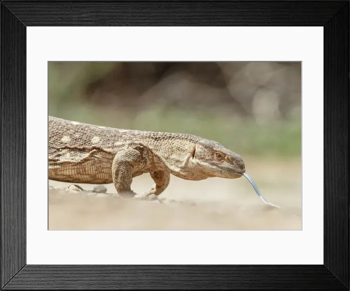Framed Print : Monitor Lizard, Varanus, Isolated background Framed Print : Monitor Lizard, Varanus, Isolated background