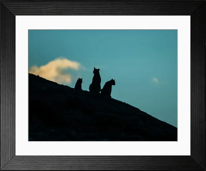 Framed Print : Silhouette at Sunrise, Pumas (Puma concolor), Torres del Paine National Park, Patagonia, Chile Framed Print : Silhouette at Sunrise, Pumas (Puma concolor), Torres del Paine National Park, Patagonia, Chile
