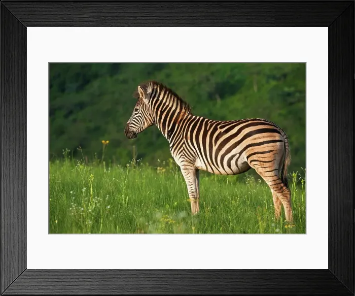 Framed Print : Burchell's Zebra (Equus burchelli)