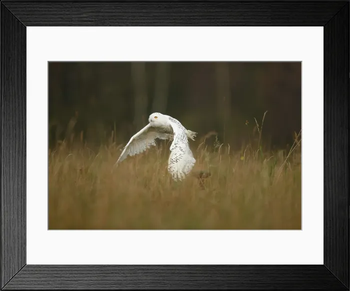 Framed Print : Snowy Owl, Nyctea scandiaca, in flight Framed Print : Snowy Owl, Nyctea scandiaca, in flight