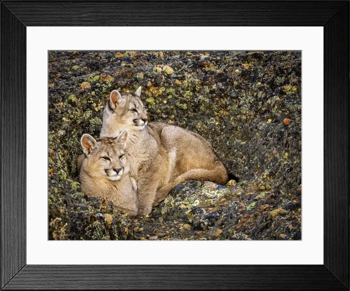 Framed Print : Kittens snuggling in the rocks, Pumas (Puma concolor), Torres del Paine National Park, Patagonia, Chile Framed Print : Kittens snuggling in the rocks, Pumas (Puma concolor), Torres del Paine National Park, Patagonia, Chile