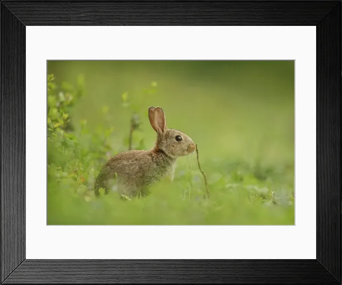 Framed Print : European Rabbit, Young Juvenile