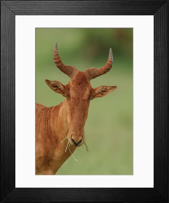 Framed Print : Hartebeest, Alcelaphus buselaphus Framed Print : Hartebeest, Alcelaphus buselaphus